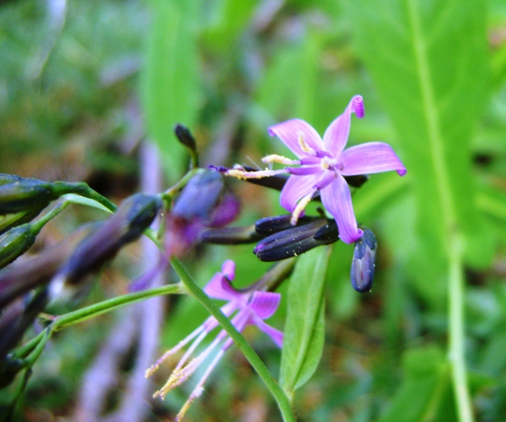 Prenanthes purpurea / Lattuga montana